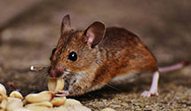 24 Hour & Emergency Exterminators in Sn Luis Obisp, CA